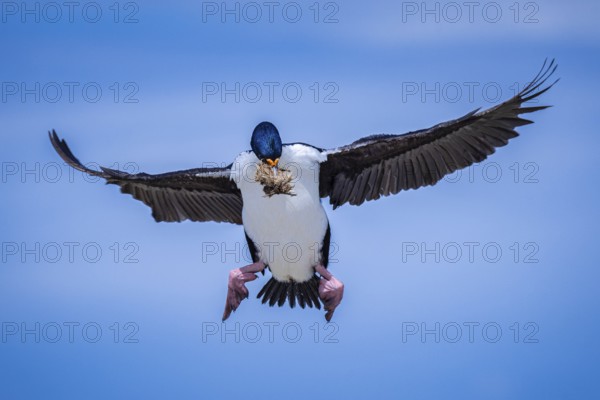 Blue-eyed Cormorant (Phalacrocorax atriceps), also Imperial shag, in flight with nesting material,
