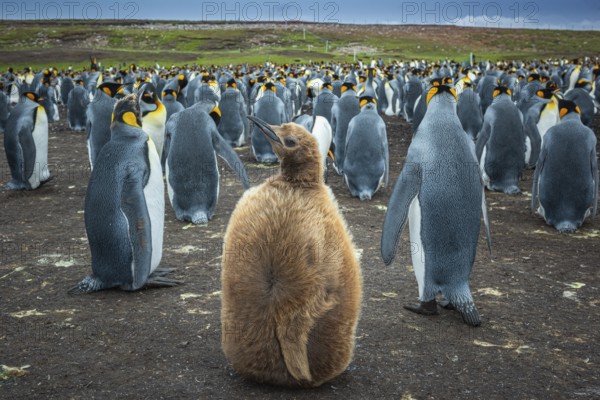 King penguins (Aptenodytes patagonicus) with chicks in a colony, Volunteer Point, Falkland Islands,