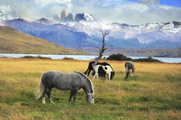 Gray and black horses grazing in a meadow near the lake. On the horizon, towering cliffs Torres del