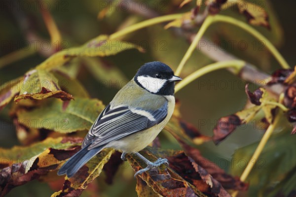 Great tit in autumn leaves of a chestnut tree. Parus major. Great tit in an autumn coloured