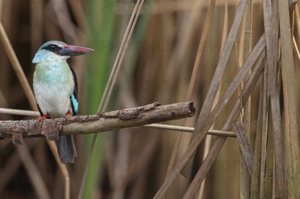 Kingfisher, (Halcyon malimbica), kingfisher family, perching bird, Africa, Gambia, Kotu creek canoe