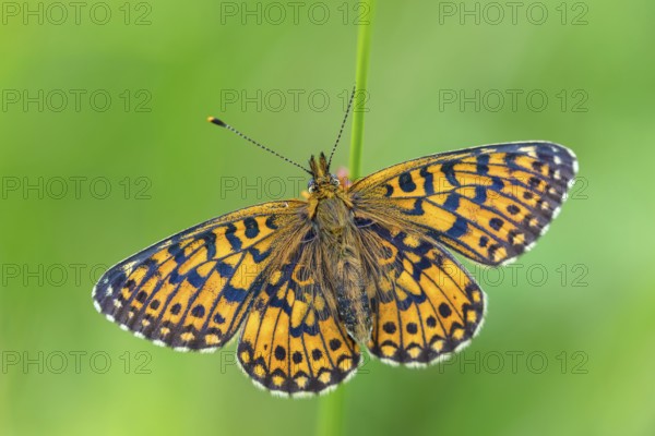 Small pearl-bordered fritillary, (Boloria selene), butterfly, butterfly, insect, macro, top view,