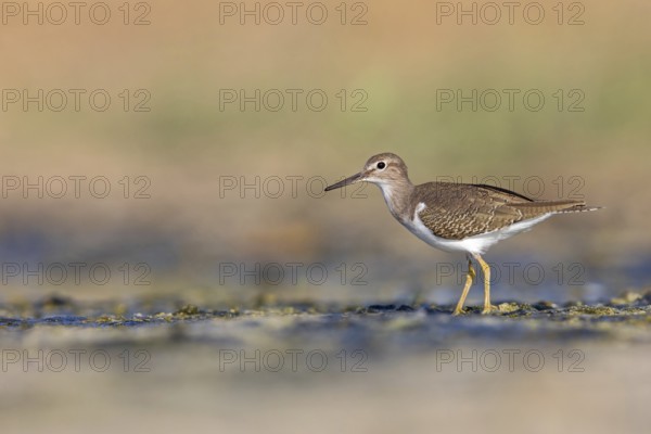 Common sandpiper, sandpiper (Actitis hypoleuco), biotope, habitat, foraging, Raysut, Salalah,