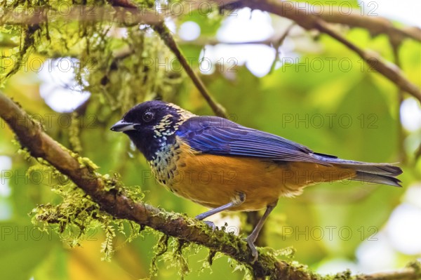 Central America, Monteverde, Costa Rica, Animals, Birds, Glossy-spotted Tanager, (Tangara dowii)