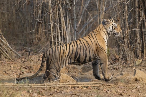 Tiger (Panthera tigris), Bengal tiger or Indian tiger, big cat (Pantherinae), carnivore