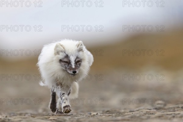 Arctic fox foraging, Arctic fox, (Alopex lagopus), Europe, Norway, Spitsbergen, Longyearbyen,