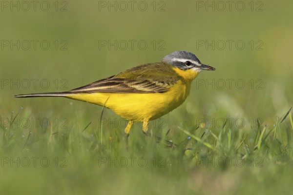 Blue-headed Yellow Wagtail, (Motacilla flava flava), Bergeronnette printanière, Lavandera Boyera,