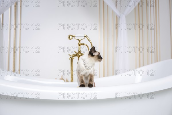 The theme is luxury and wealth. A cat without a tail of the Mekong Bobtail breed in a retro