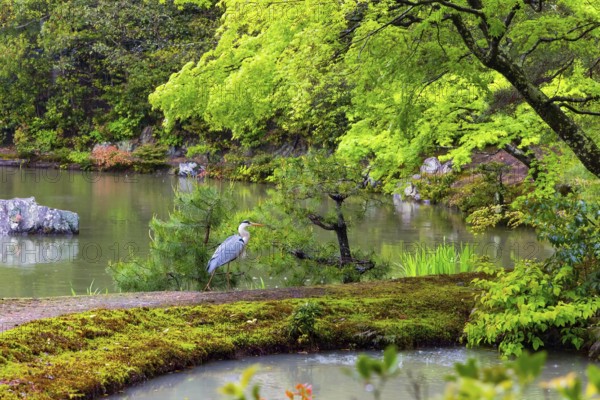 Kinkaku-ji, the Golden Pavilion, Temple complex in Kyoto. Japan. Magnificent park and lake surround