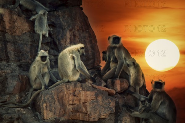 Family pack of monkeys langur are mostly females with cubs and young animals on the walls like in