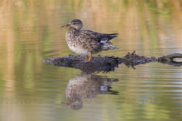 Gadwall, Animals, Birds, Duck, (Anas strepera), Mareca strepera, Wagbachniederung,