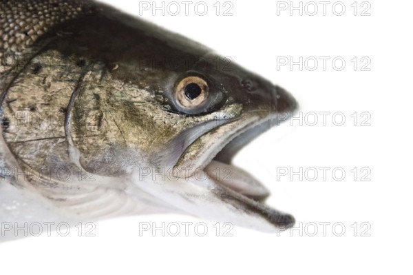 Fish head portrait. A hybrid of Atlantic salmon (Salmo salar) and Sea trout (Salmo trutta),
