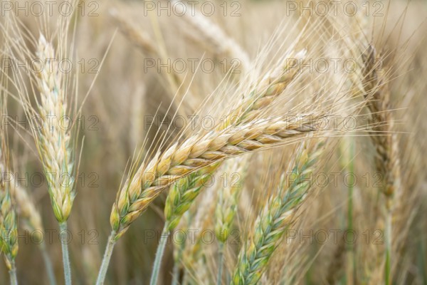 Wheat field. Golden ears of wheat on the field. Background of ripening ears of meadow wheat field.