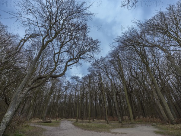 Trees in the ghostly forest on the cliffs facing the Baltic Sea, Nienhagen, Mecklenburg-Vorpommern,