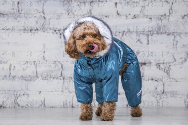 Small funny dog of brown colour with curly hair of toy poodle breed posing in clothes for dogs.