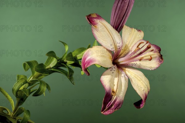 Beautiful Blooming orange lollypop lily flower on a green background. Flower head close-up, Odessa,