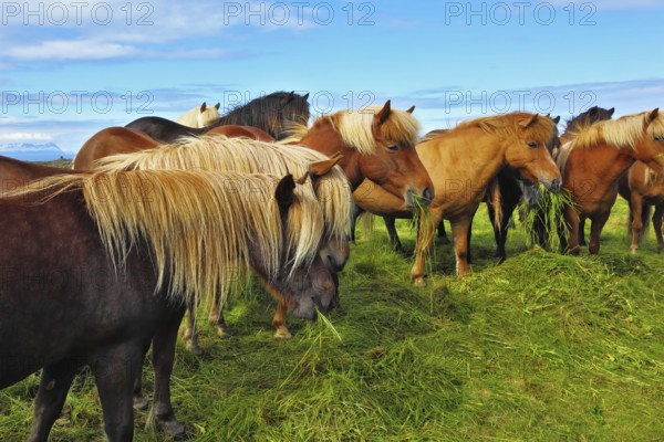 Herd of Icelandic horses magnificent. Well-groomed horses graze and play with each other in a