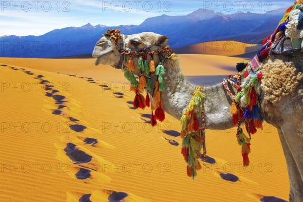 Well-groomed camel, decorated with colorful garlands and tassels, stands atop the sand dunes.