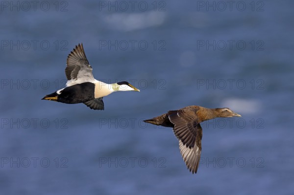 Common eider (Somateria mollissima), ducks, drake and female, pair, flight photo, side view,