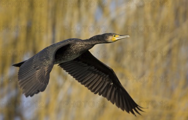 Cormorant, Great Cormorant, Cormorant, (Phalacrocorax carbo), Grand Cormoran, Cormor-n Grande,