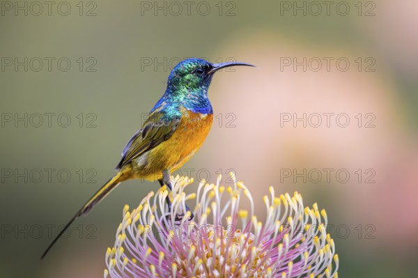 Orange-breasted sunbird (Anthobaphes violacea), Nectarinia violacea, Orange-breasted Sunbird,