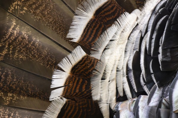 Closeup of brown white feathers of a turkey in Ecopark in Arusha in Tanzania East Africa