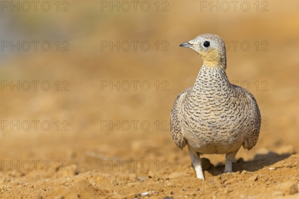 Crowned flying fowl, (Pterocles coronatus), North America, Middle East, family of flying fowl,