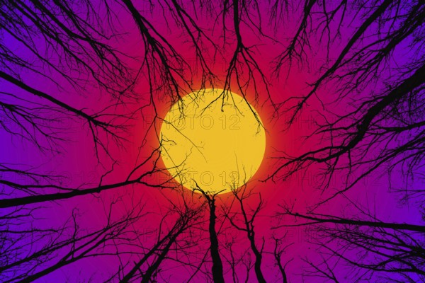 Silhouettes of branches in the forest against the background of a bright sun or moon with a bright