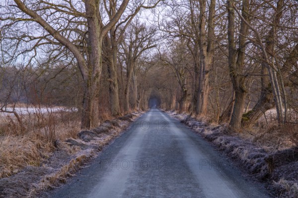 Path through an old avenue. Trees in a winter landscape with ice and frost in a nature reserve.