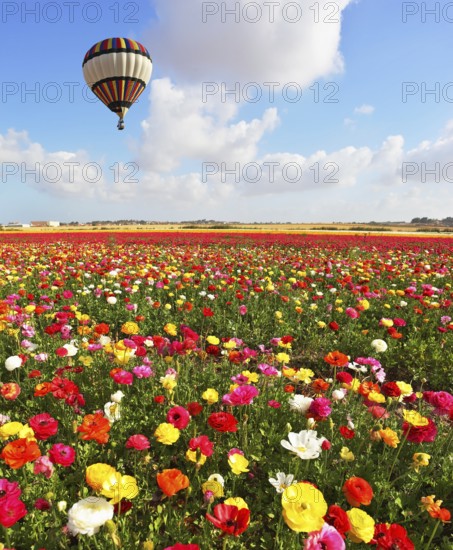 A lot of lovely blooming flowers and shining clouds. Over the blossoming field of flying a balloon