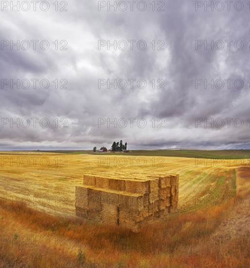 Field and accurately combined stacks of the collected crop
