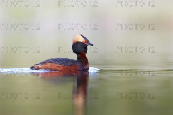 Slavonian grebe (Podiceps auritusdiving)