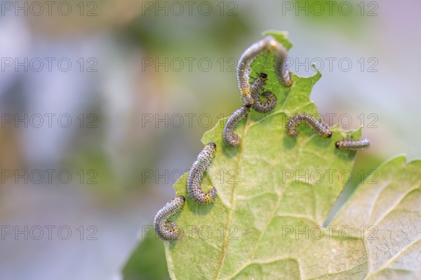 Yellow gooseberry leaf wasp (Nematus ribesii), large cluster on a gooseberry leaf (Ribes