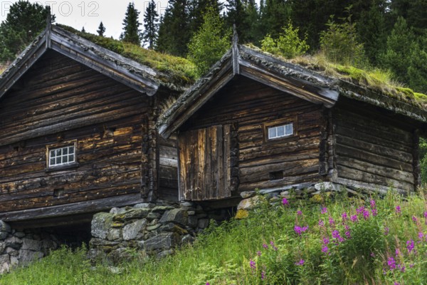 Traditional Timber house with grass roof in the Setesdal in Norway in natural landscape. Old Timber