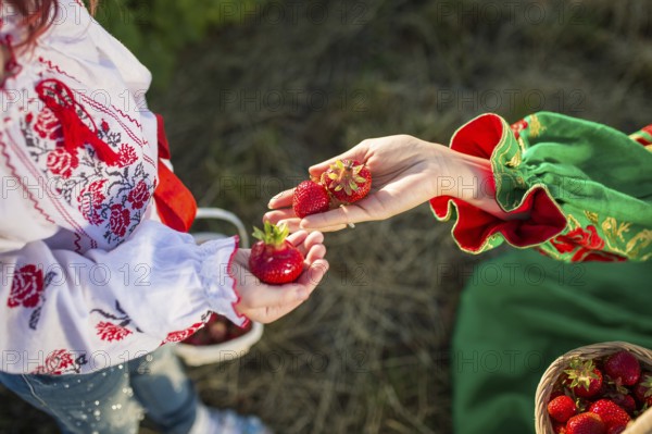 Closeup of woman's hands holding basket with organic garden summer strawberry berries. Healthy