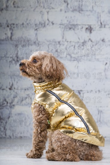 Small funny dog of brown colour with curly hair of toy poodle breed posing in clothes for dogs.