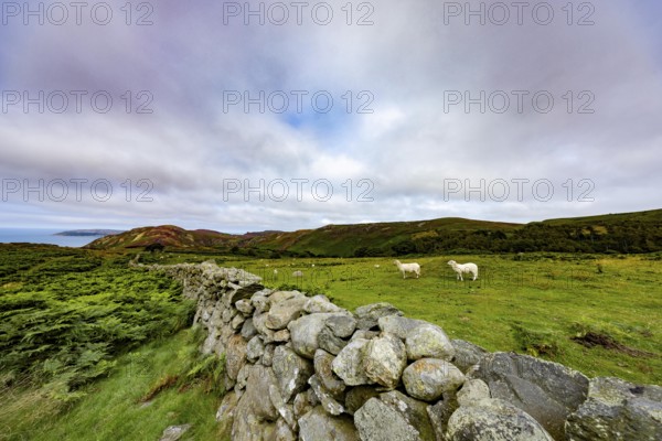 Hilly landscape with green meadows, sheep and stone wall, dry stone wall on the edge of Snowdonia