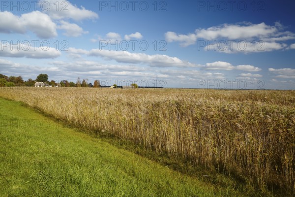 Impressions of the Fischland peninsula, between Ahrenshoop and Wustrow, Mecklenburg-Vorpommern,