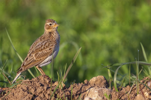 Skylark, Eurasian Sky Lark, Eurasian Skylark, Alauda arvensis, Alouette des champs, Alondra Com?n,
