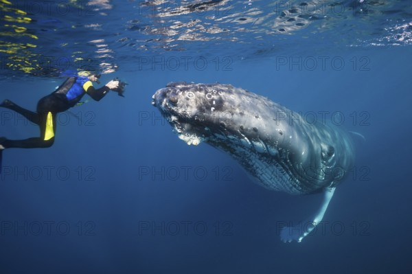 Snorkeller and humpback whale, Megaptera novaeangliae, Silver Bank, Atlantic Ocean, Dominican
