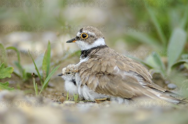 Little Plover (Charadrius dubius) with its chick on the banks of the Rhine. Bas-Rhin, Collectivite