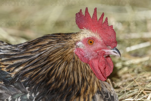 Farmyard rooster portrait with colorful plumage lying in the hay in the sun, free-range breeding in