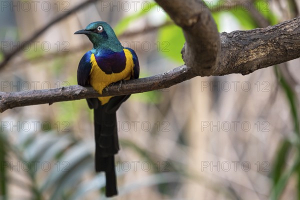 Golden breasted Starling, Cosmopsarus regius, Glossy Starling sitting on the tree branch. Beautiful
