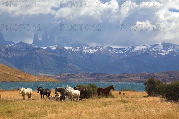 Chilean Andes. Fabulous lake Laguna Azul. In the distance visible rocks Torres del Paine. On the