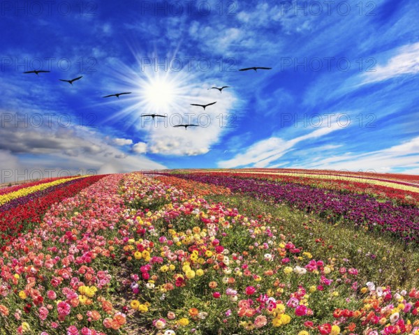 The field of flowers. Flies over a field flock of cranes. Flowers grow stripes of different colors
