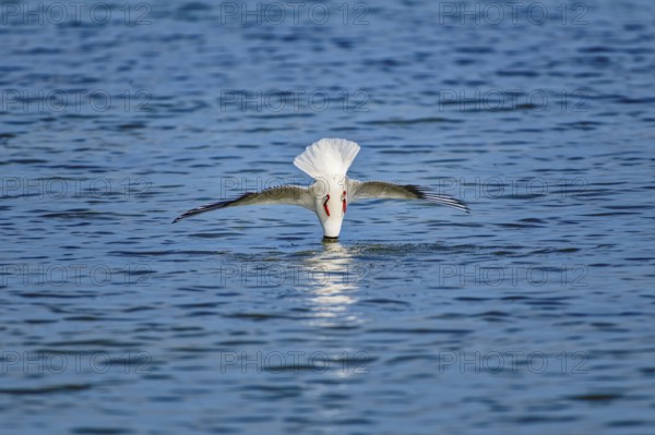 A black-headed gull (Chroicocephalus ridibundus) dives headfirst into the water, wings outstretched