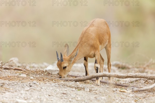 Nubian ibex, Nubian ibex, (Capra nubiana), animals, mammal, young animal, animal kids, Ein Gedi