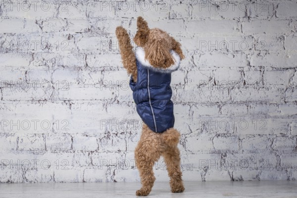 Small funny dog of brown colour with curly hair of toy poodle breed posing in clothes for dogs.
