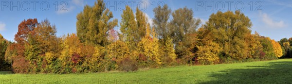 Trees and treetops of an autumnal, deserted, idyllic deciduous forest with meadow in the warm