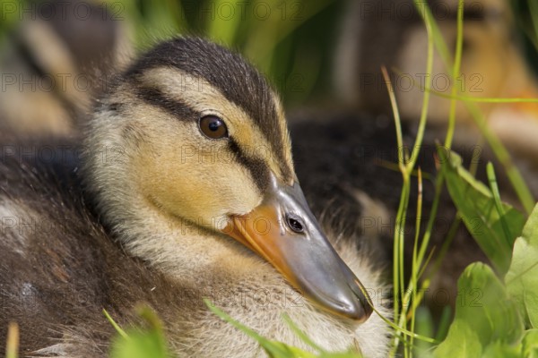 Mallard, chick, juvenile, baby duck, swims in the water, sideways, (Anas platyrhynchos), female,